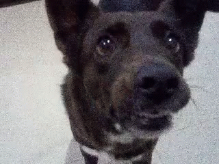 Dog Face Close Up
