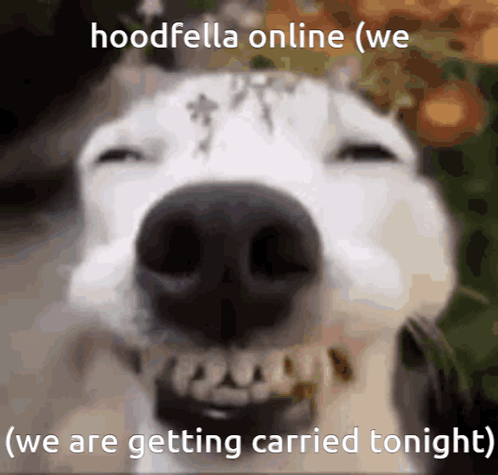 Dog Face Hoodfella Online We Are Getting Carried Tonight