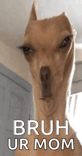 Dog Face Saying Bruh Ur Mom