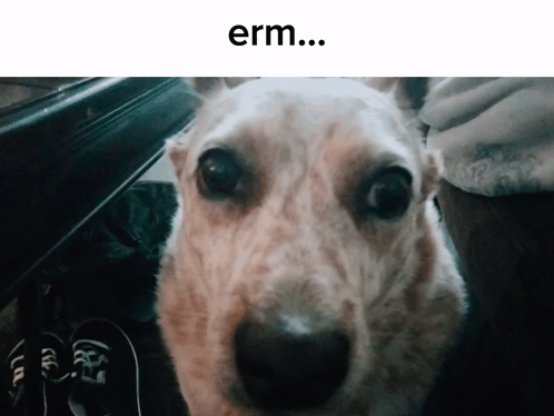 Dog Face Saying Erm