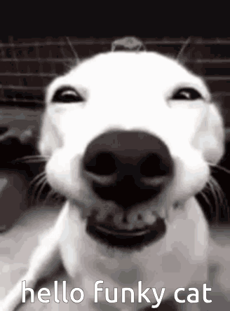 Dog Face Saying Hello Funky Cat
