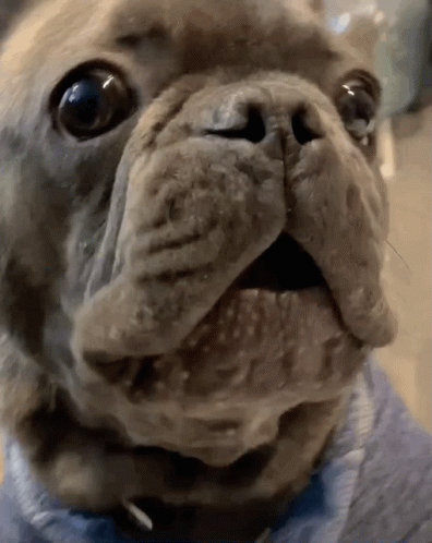 Dog Face with Blue Collar