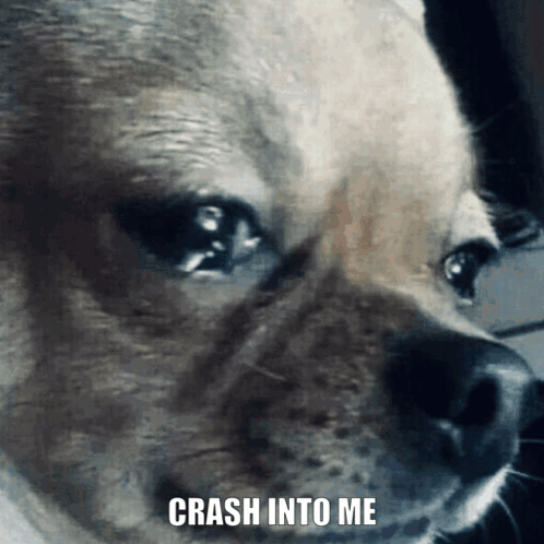 Dog Face With Crash Into Me