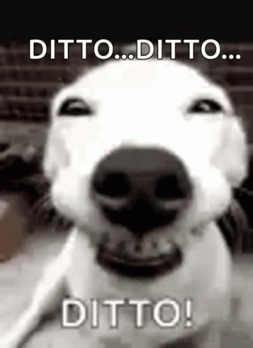 Dog Face With Ditto Ditto Ditto