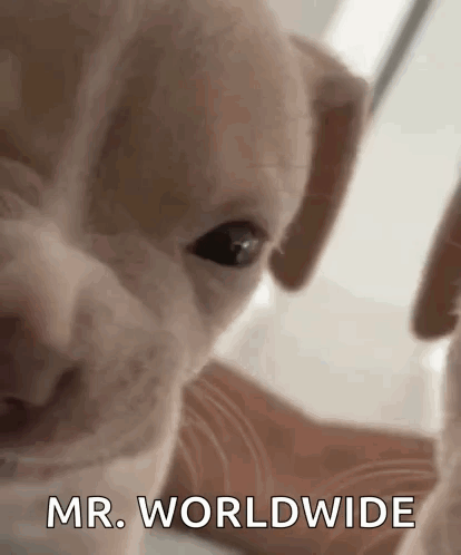 Dog Face With Mr. Worldwide Text