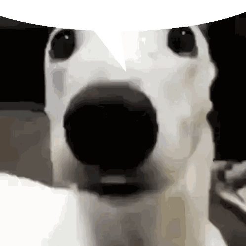 Dog Face with White Speech Bubble