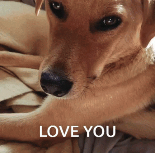 Dog Face Zoomed In Love You GIF