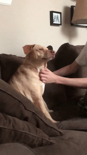 Dog Fast Neck Scratch GIF