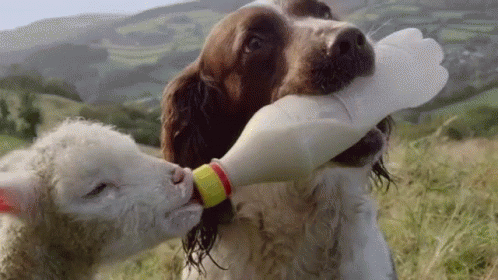 Dog Feeding Lamb From Bottle GIF
