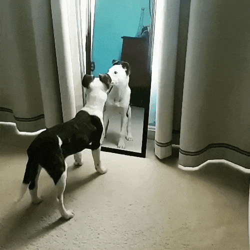 Dog Figure It Out In The Mirror GIF