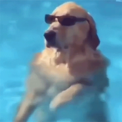 Dog Floating in Pool with Sunglasses