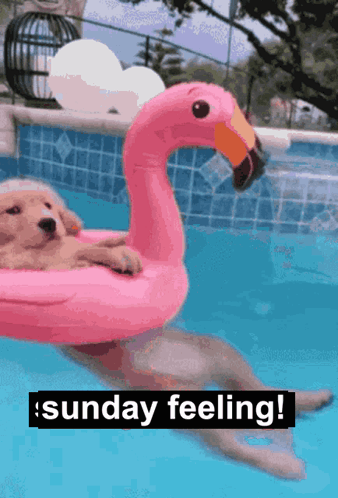 Dog Floating on Pink Flamingo
