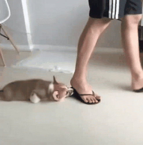 Dog Floor Bush Shoe GIF