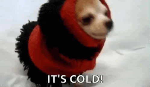 Dog Freeze Because Its Cold GIF