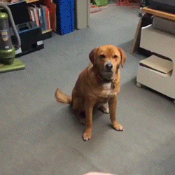 Dog Frisbee Playtime GIF