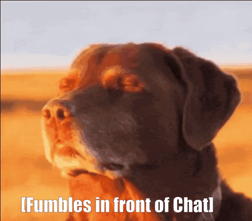 Dog Fumbles in Front of Chat