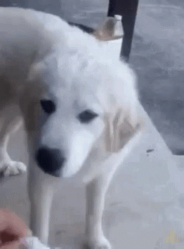 Dog Getting Fed Yuck GIF