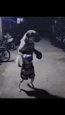 Dog Gif GIF