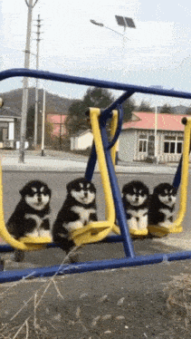 Dog Gif GIF