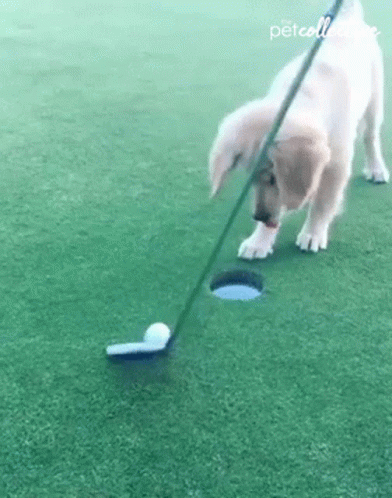 Dog Golf Ball GIF
