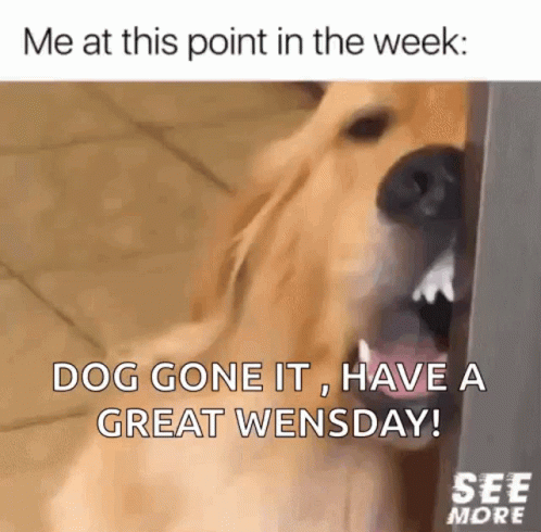 Dog Gone It Wacky Wednesday GIF