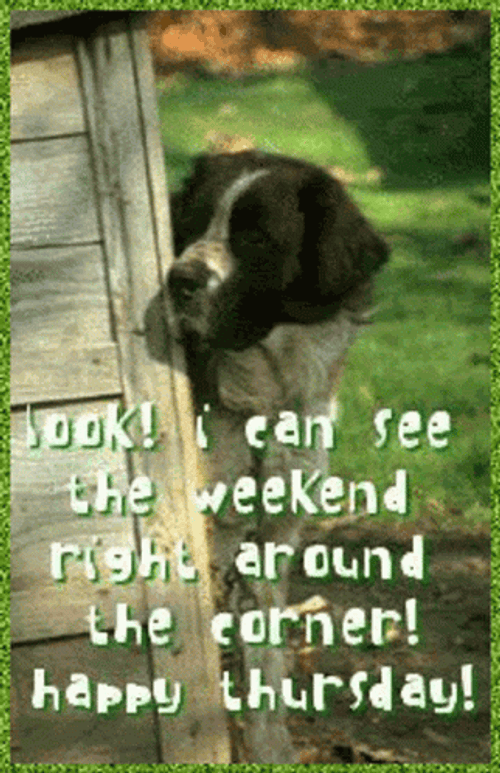 Dog Good Morning Thursday Funny GIF