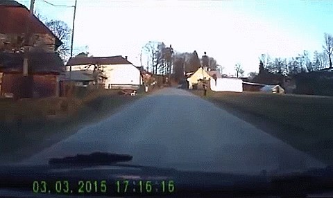 Dog Grab The Man While Walking GIF