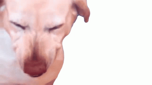 Dog Grinning And Laughing GIF