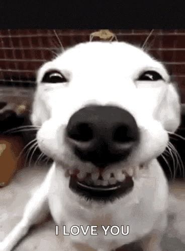 Dog Grinning I Love You GIF