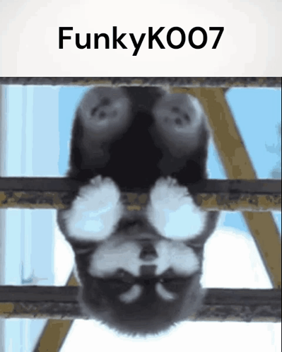 Dog Hanging Upside Down Funkyko007