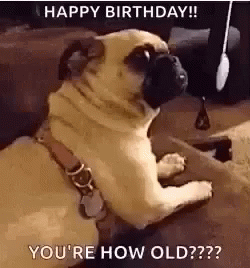 Dog Happy 65th Birthday Youre How Old GIF