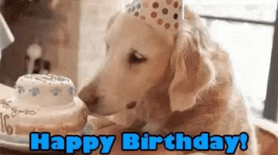 Dog Happy Birthday Cute Golden Retriever GIF