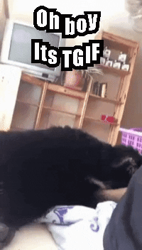 Dog Happy Friday Meme GIF