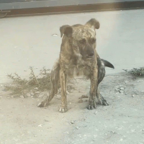 Dog Hard Explosive Diarrhea GIF