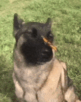 Dog Having A Peaceful Day With Butterfly GIF