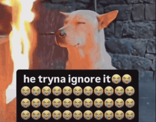 Dog He Tryna Ignore It GIF
