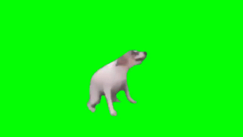 Dog Head Shaking Green Screen Dance GIF