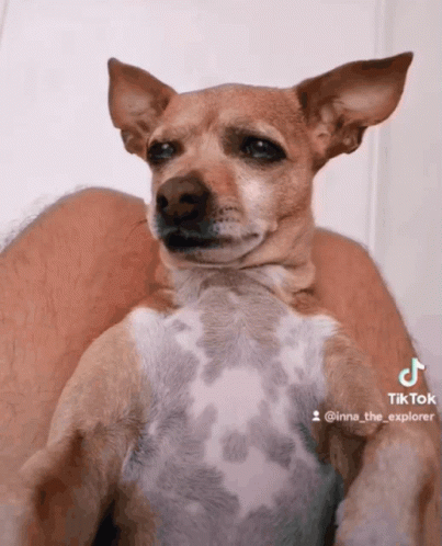 Dog Held in Arms With TikTok Watermark