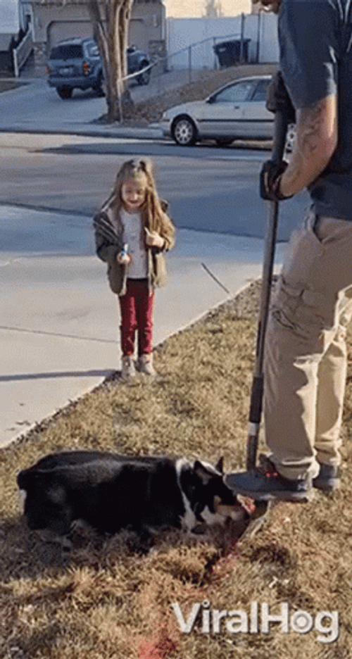 Dog Help In Digging GIF