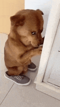 Dog Hiding Gif GIF