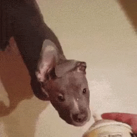 Dog Hilarious Face While Eating Whipped Cream GIF