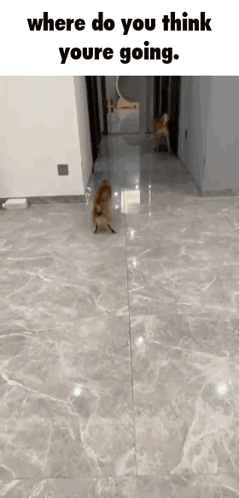 Dog Hind Legs Where You Think You're Going