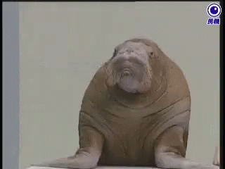 Dog Hmm Very Interesting