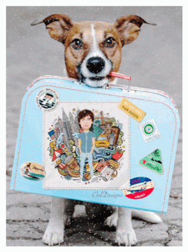 Dog Holding Blue Suitcase With Please Pack Par Avion Sticker
