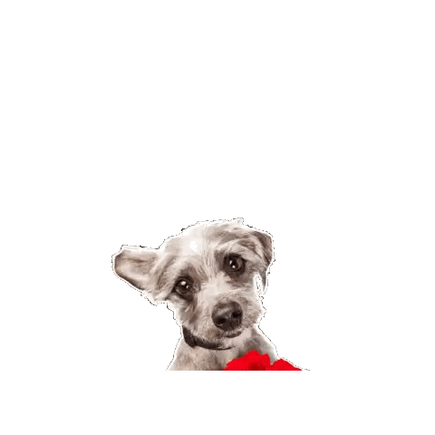Dog Holding Bouquet of Red Roses