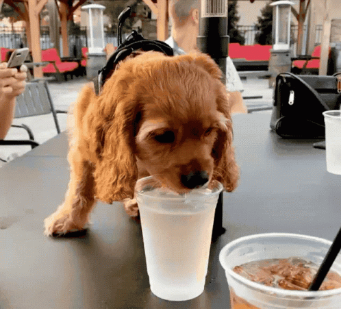 Dog Holding Glass of Beer on Head