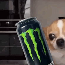 Dog Holding Monster Energy Drink