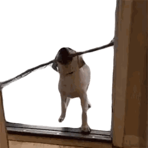 Dog Holding Stick Next to Door