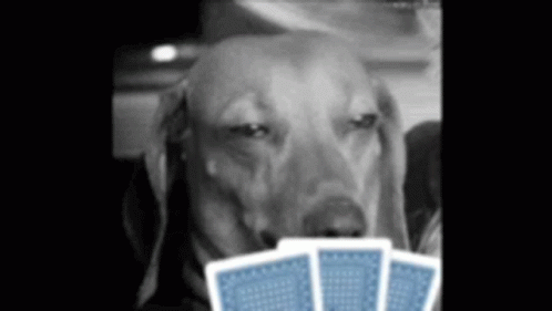 Dog Holding Three Blue Playing Cards