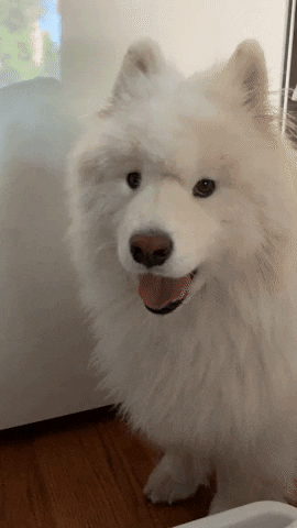 Dog Howl Walking Backward GIF